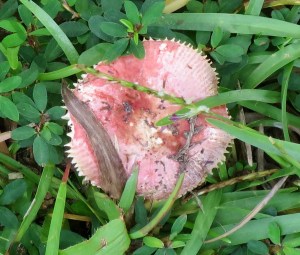 An unusual and colorful mushroom!