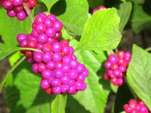 I have no idea what these berries are, but aren't they luscious in color?